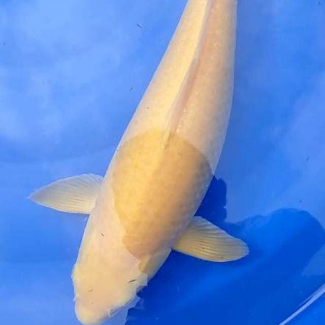 karashi MM jumbo