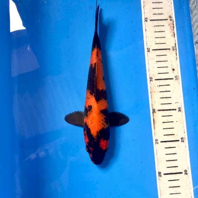 Hi Utsuri Plus, 25 cm