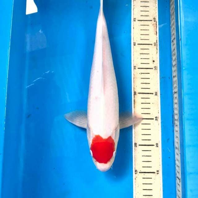 Tancho Kohaku, 37 cm