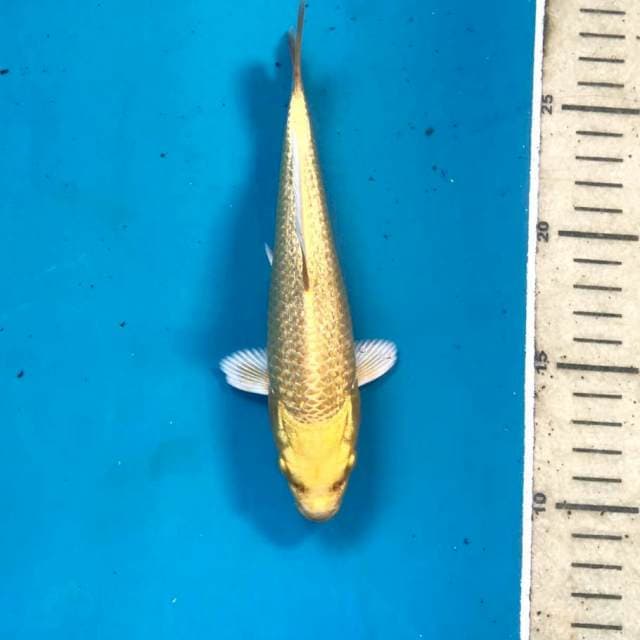 Yamabuki Ginrin, 18 cm