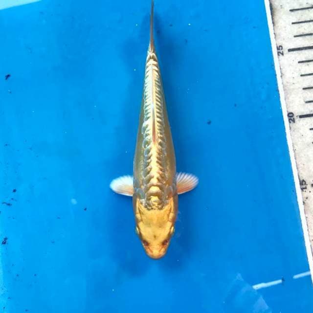 Aragoke Ginrin, 17 cm