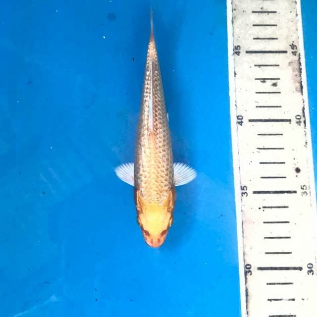 Yamabuki Ginrin, 17 cm