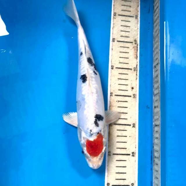Tancho Heisei Nishiki, 28 cm