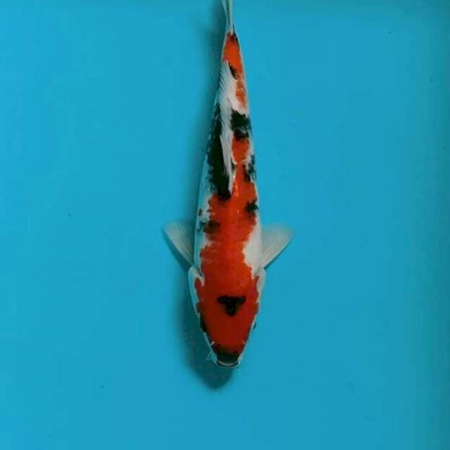 showa sonsuku