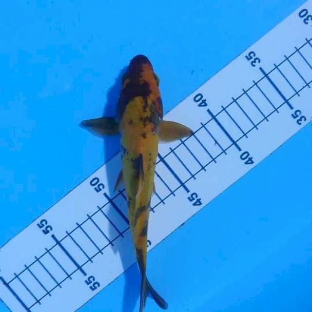 ki utsuri 20 cm