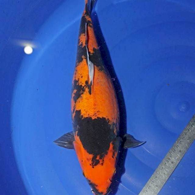Hi Utsuri 45cm