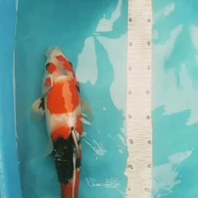 Sowa 43cm
