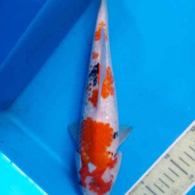 Showa kanoko ginrin