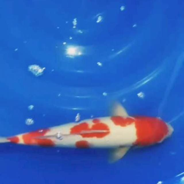 Kahaku strong 44cm