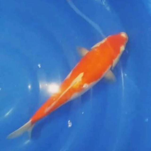 Kohaku strong 37cm