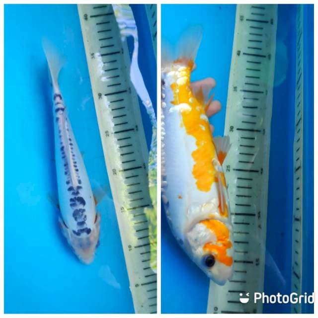 Shusui HQ, 26cm