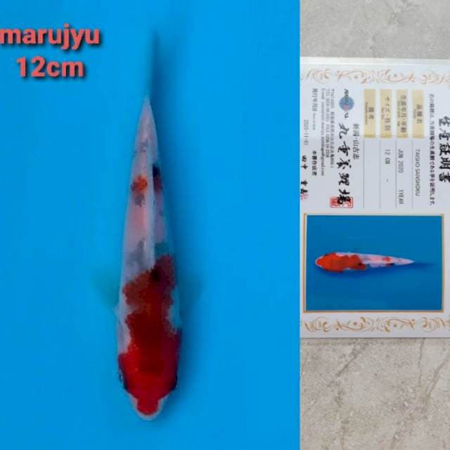 marujyu sanke 12cm serty