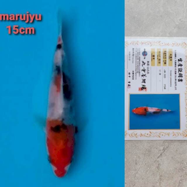 maruhyu sanke 13cm serty
