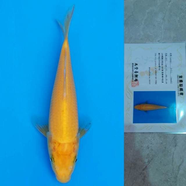 marudo karashi 15cm serty