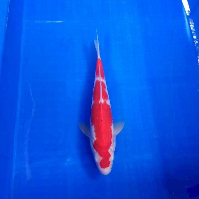 Kohaku 28cm