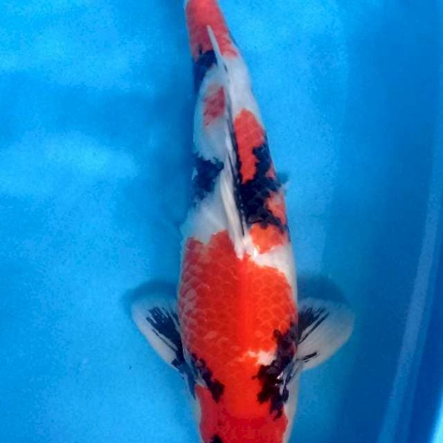 Jumbo Male 55 cm