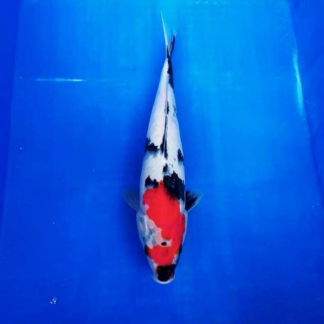 Showa 34cm