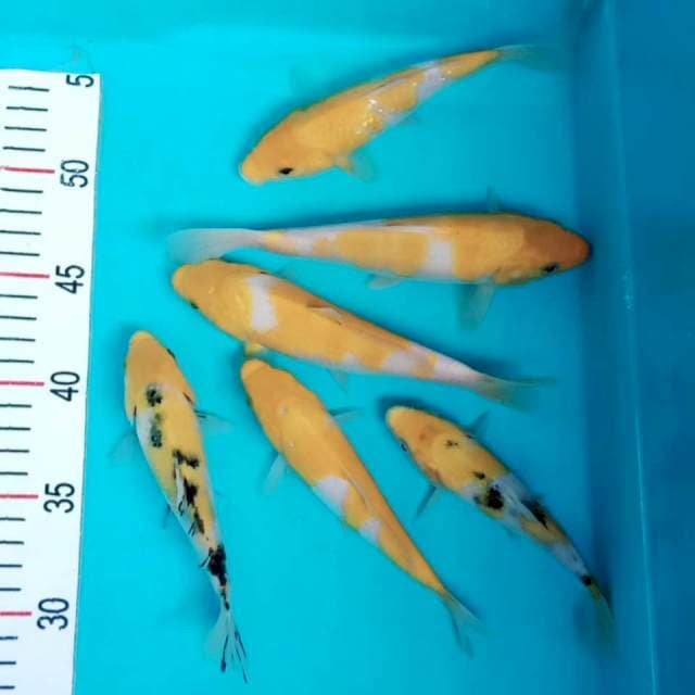 Kohaku sanke kuning 15 18cm