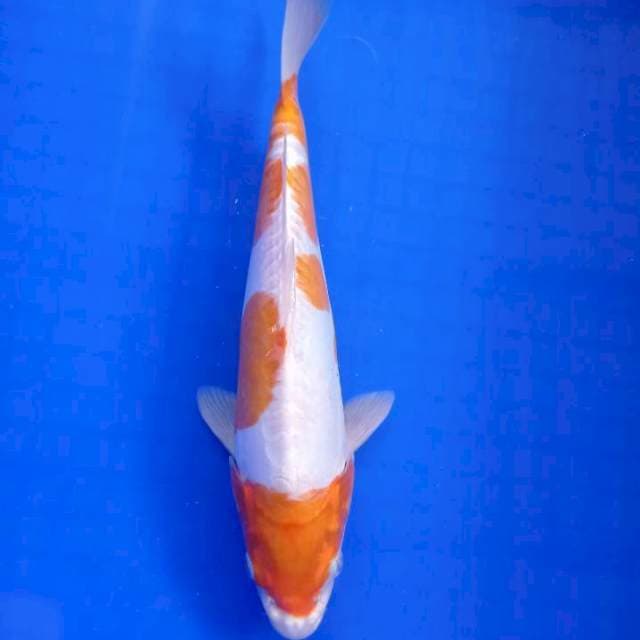 Kikusui