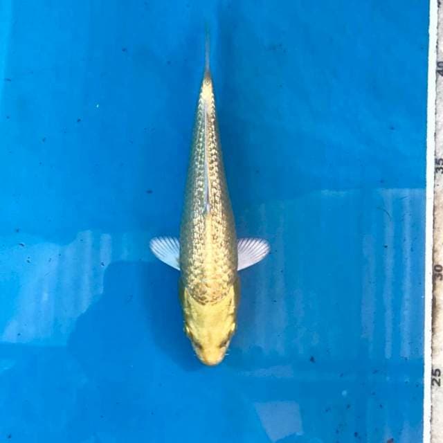 Yamabuki Ginrin, 16 cm