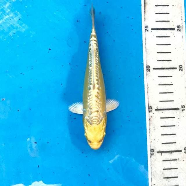 Aragoke Ginrin, 16 cm