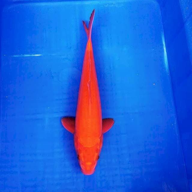 Benigoi tembus 35cm