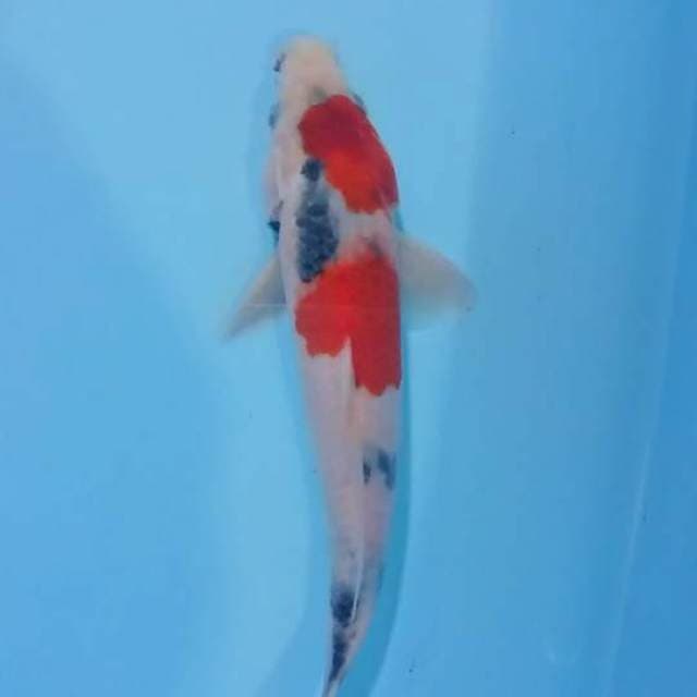 Showa 24 cm