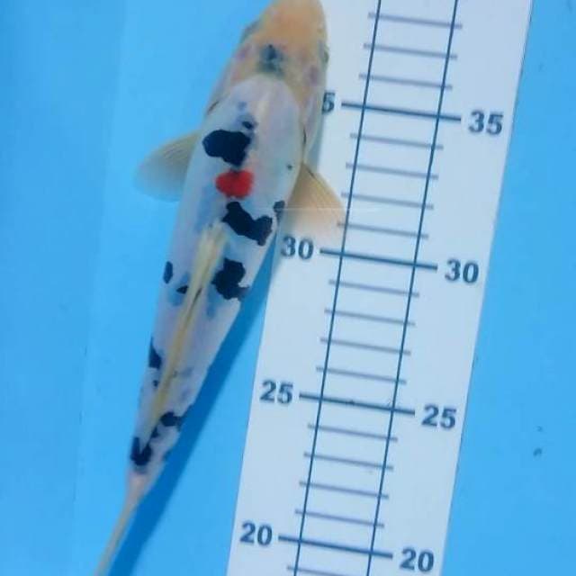 doit 23 cm