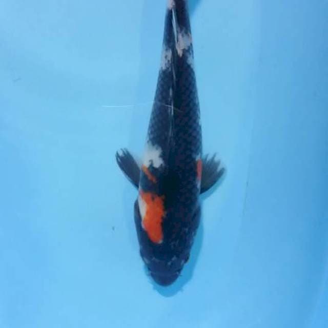 showa 25 cm