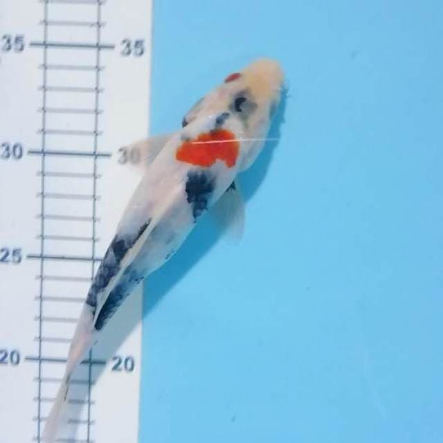 showa 21 cm