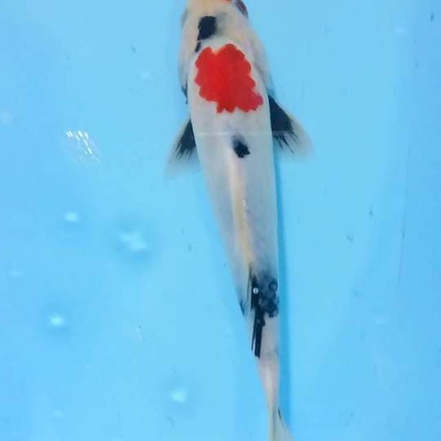 showa 23 cm