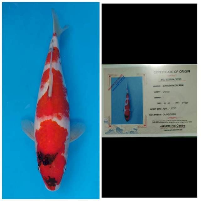 Marujyu Jumbo Tosai Showa