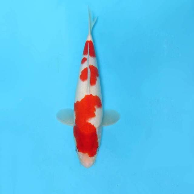 2. KIREII ~ KOHAKU,-