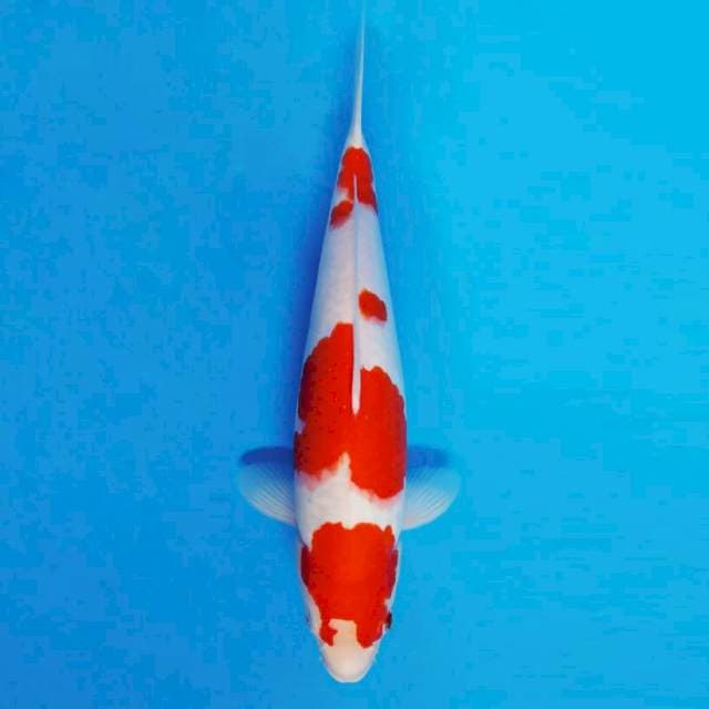 TENJIN 6 ~ KOHAKU ™
