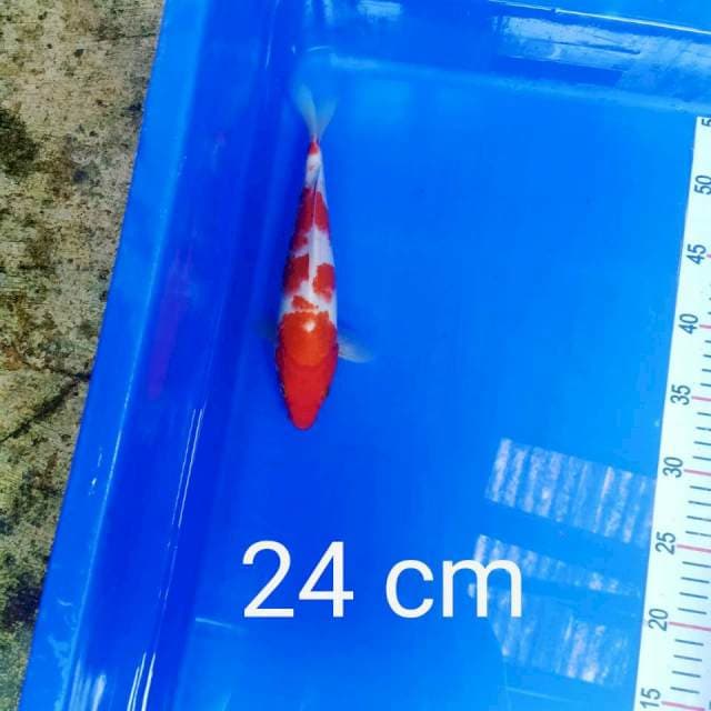 Kohaku