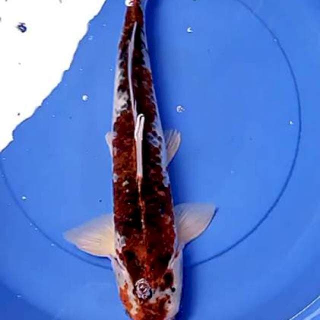 Goromo jumbo 47 cm