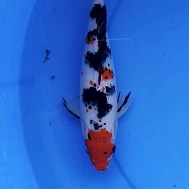Sanke 24 cm
