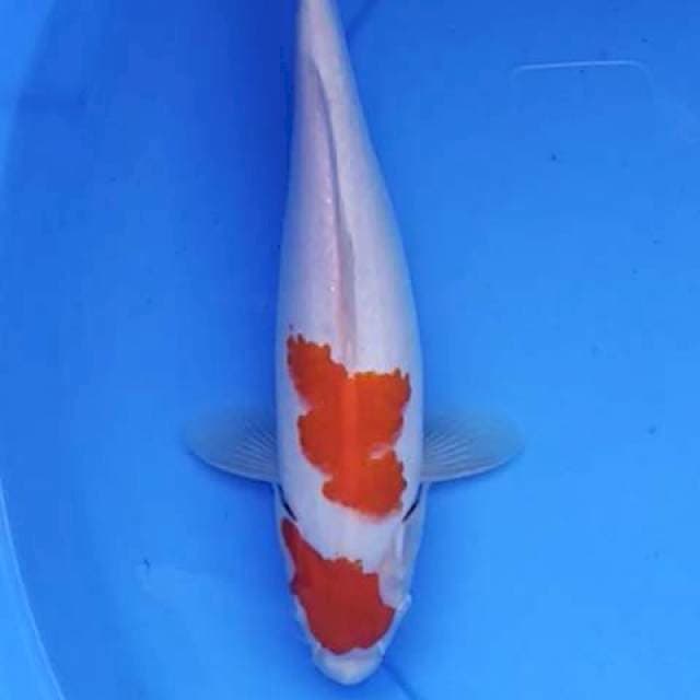 Kohaku 27 cm
