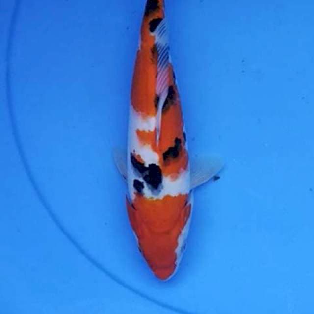 Sanke 26 cm