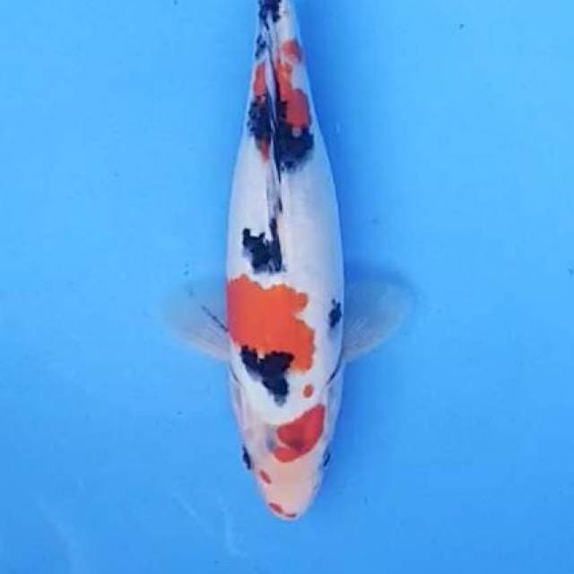 Sanke 23 cm