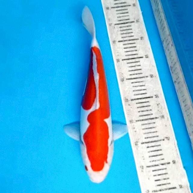 40BU KOHAKU DOITSU MURNI 👍
