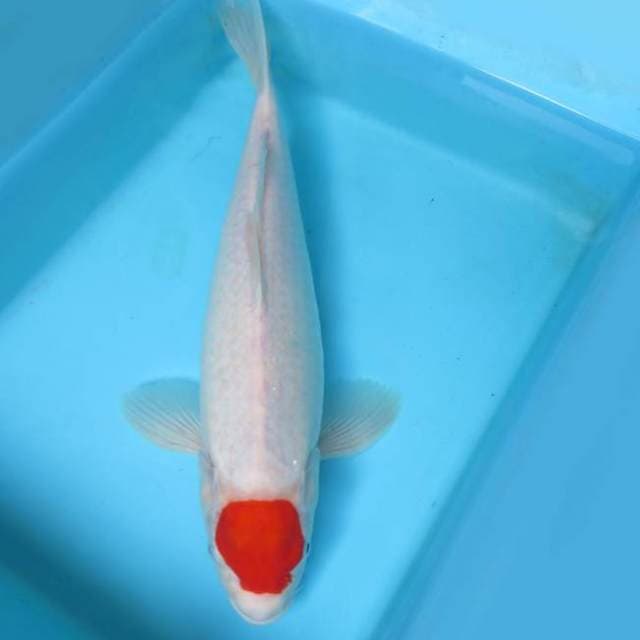 6. MARUBENI ~ TANCHO JUMBO,-