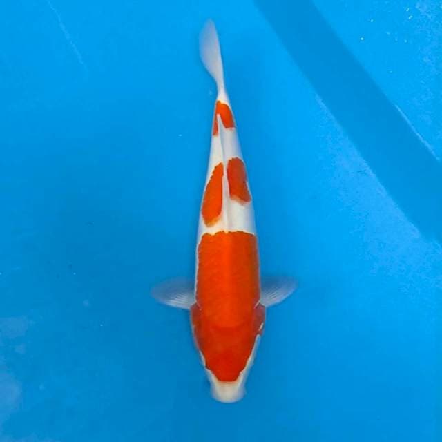 33cm SANDAN KOHAKU ORIGINAL