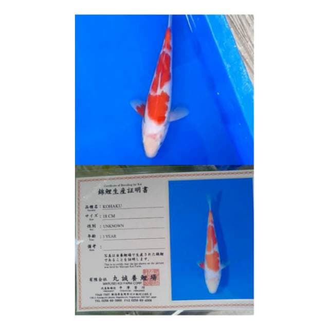 Kohaku 25bu Marusei Koi Farm