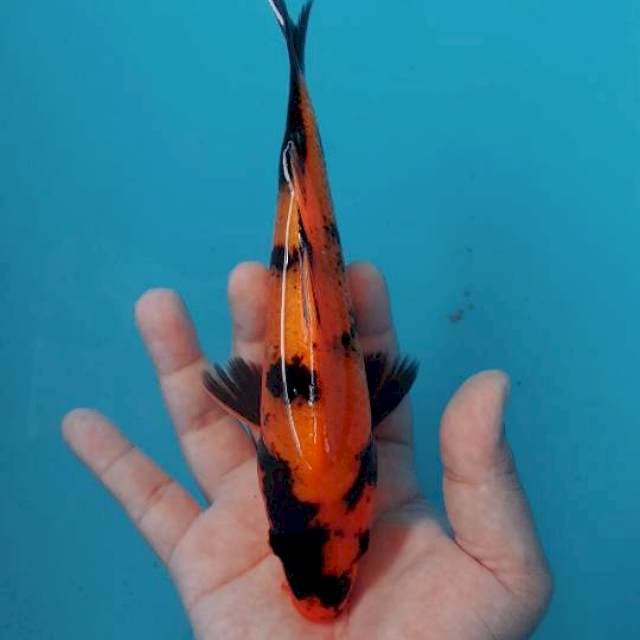 Utsuri