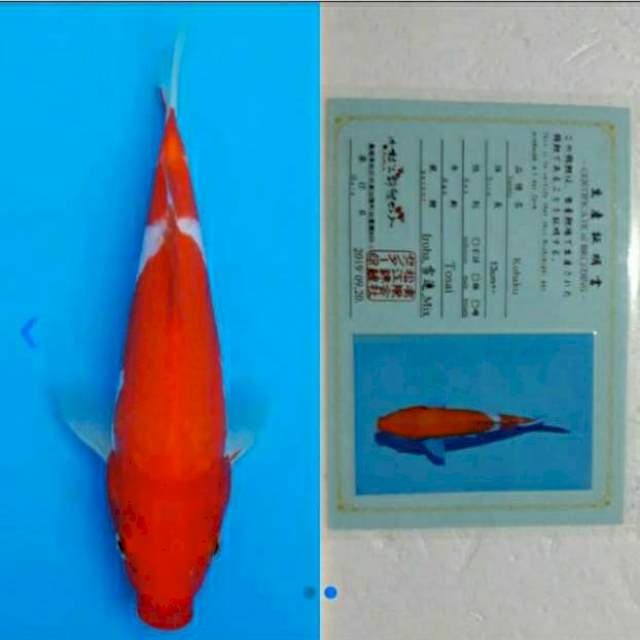 Kohaku 22cm Matsue Koi Farm