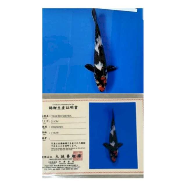 Tancho Showa 25bu Marusei koi farm