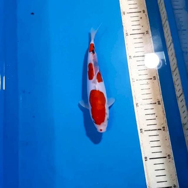 SANKE DOITSU 21 CM