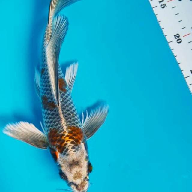 Kumpay ochiba kogane 29cm