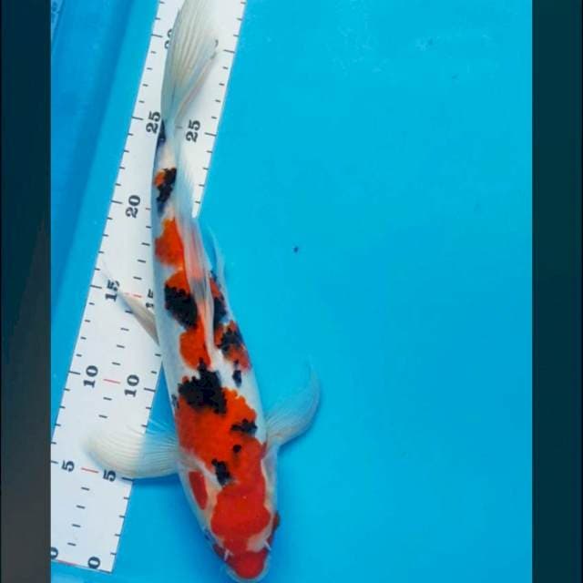 Kumpay sanke 32cm